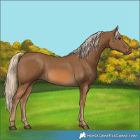 Horse Color:Chocolate Palomino 