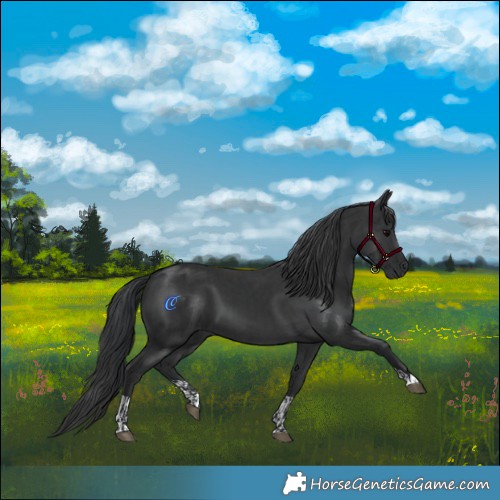 Horse Color:Black  and Black 