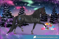 Horse Color:Black and Black