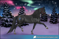 Horse Color:Black and Black