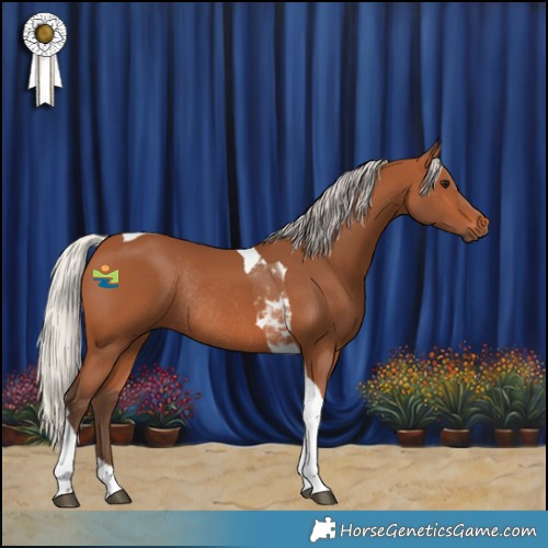 Horse Color:Silver Bay Tobiano Rabicano 