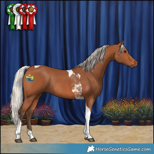 Horse Color:Silver Bay Tobiano Rabicano 