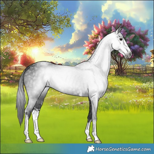Horse Color:Gray Black Sabino 