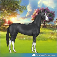 Horse Color:Gray Black Sabino