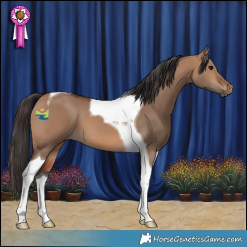 Horse Color:Bay Dun Tobiano 