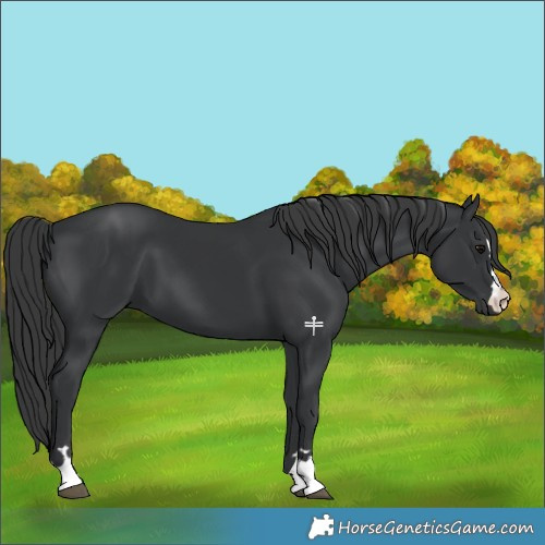 Horse Color:Black 