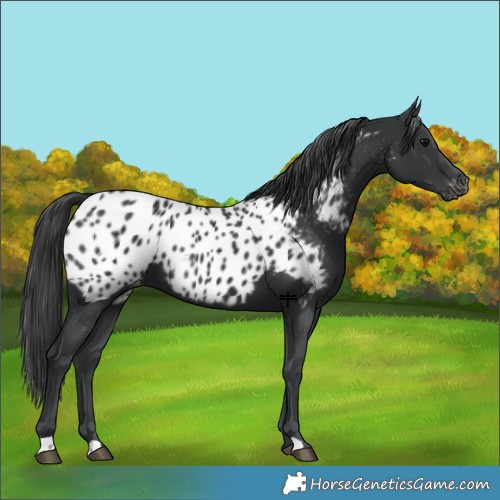 Horse Color:Black Near Leopard 