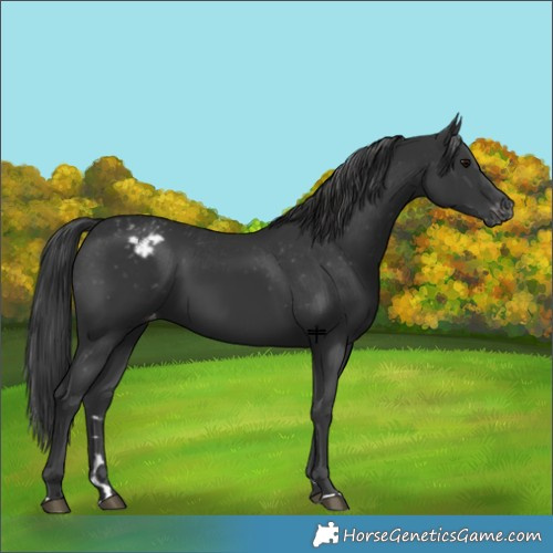 Horse Color:Black Appaloosa 