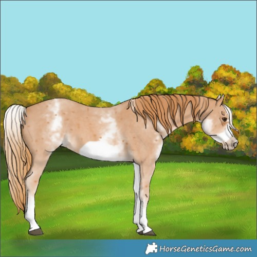Horse Color:White Spotted Chestnut Sabino Frame 