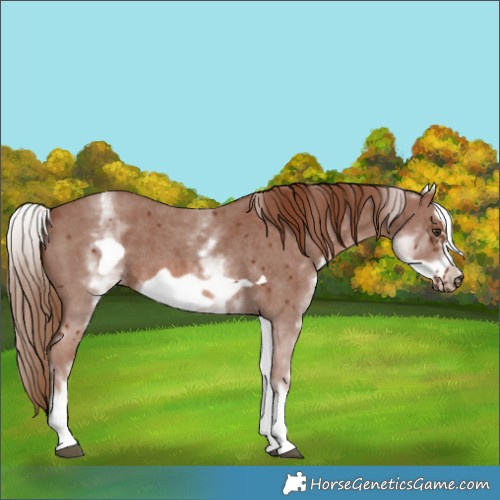 Horse Color:White Spotted Chestnut Sabino Frame