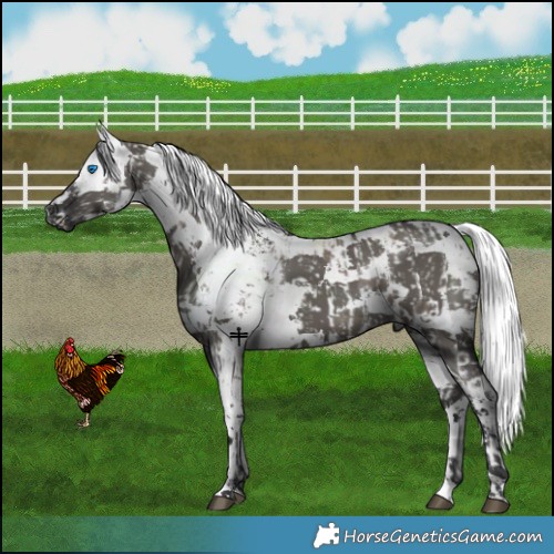 Horse Color:Grullo Harlequin Merle Appaloosa and Grullo Harlequin Merle