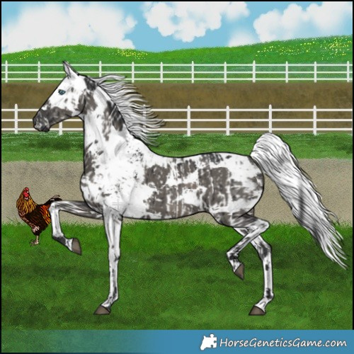 Horse Color:Grullo Harlequin Merle Leopard Brindle  and Grullo Harlequin Merle Brindle 