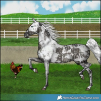 Horse Color:Grullo Harlequin Merle Appaloosa Brindle  and Grullo Harlequin Merle Brindle 