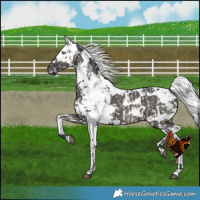 Horse Color:Grullo Harlequin Merle Appaloosa Brindle and Grullo Harlequin Merle Brindle