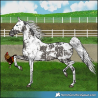 Horse Color:Grullo Harlequin Merle Appaloosa Brindle  and Grullo Harlequin Merle Brindle 