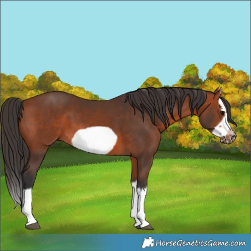 Horse Color:Bay Splash Frame