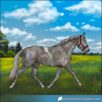 Horse Color:Silver Black Merle Tobiano 