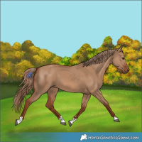Horse Color:Red Dun 