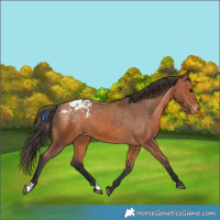 Horse Color:Bay Appaloosa 