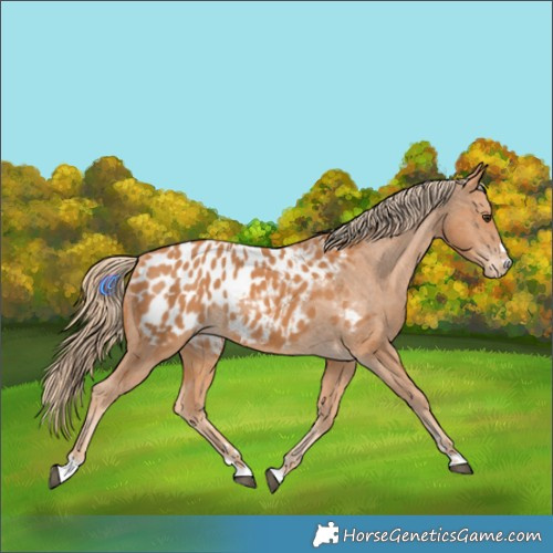 Horse Color:Chestnut Appaloosa 