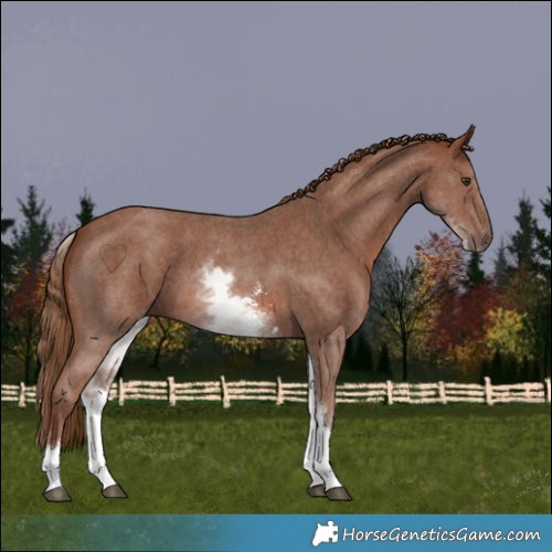 Horse Color:White Spotted Chestnut Sabino 