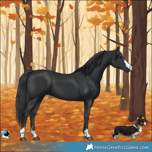 Horse Color:Black 