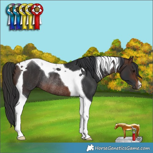 Horse Color:Brown Tobiano Rabicano 