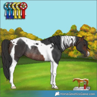 Horse Color:Brown Tobiano Rabicano