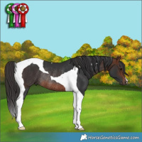 Horse Color:Brown Tobiano Rabicano