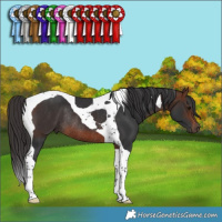 Horse Color:Brown Tobiano Rabicano