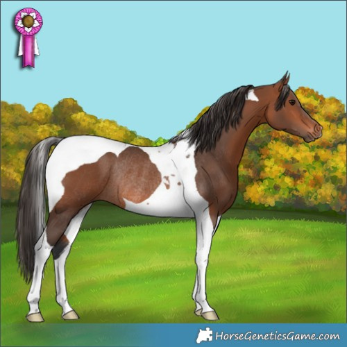 Horse Color:Bay Tobiano Rabicano