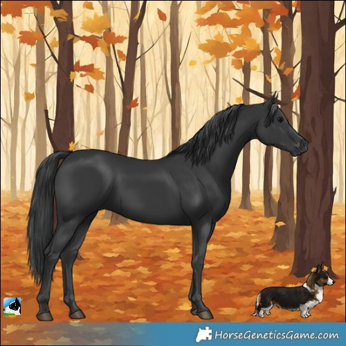 Horse Color:Black 