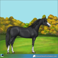 Horse Color:Black 