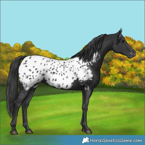 Horse Color:Black Near Leopard 
