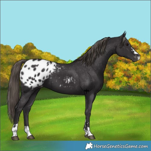 Horse Color:Smoky Black Appaloosa 