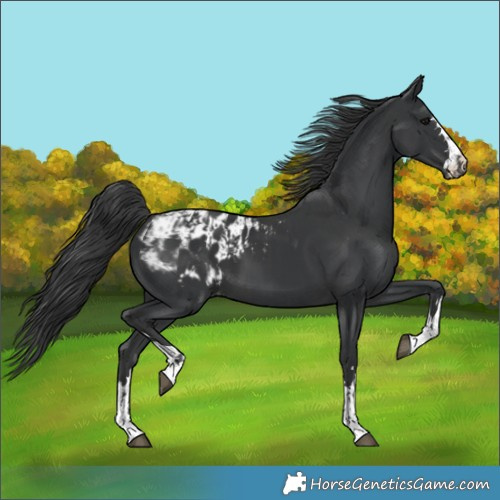 Horse Color:Black and Black Appaloosa
