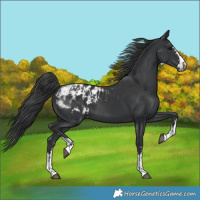 Horse Color:Black  and Black Blanket 