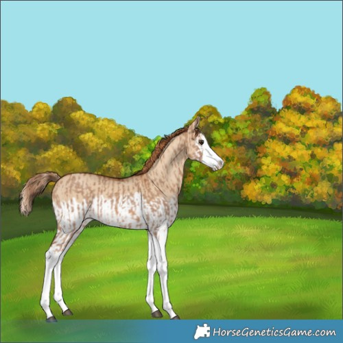 Horse Color:Red Dun Splash  and Red Dun Splash 