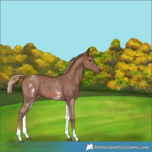 Horse Color:White Spotted Chestnut Sabino 