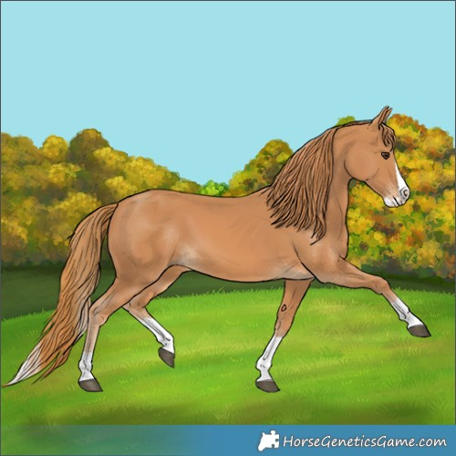 Horse Color:Chestnut Splash 