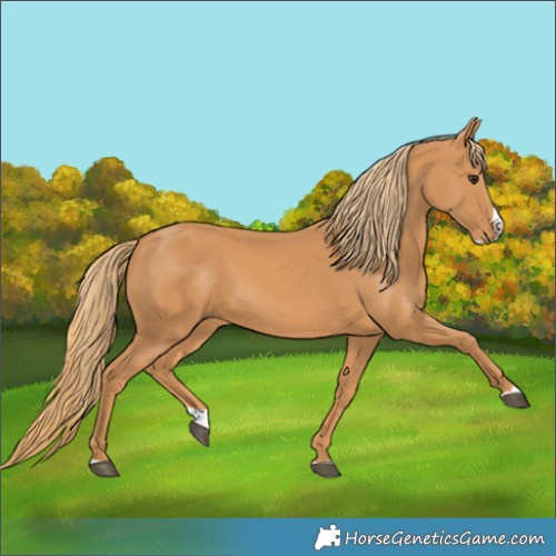 Horse Color:Chestnut Splash 