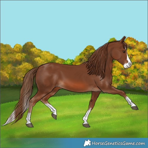 Horse Color:Chestnut Splash