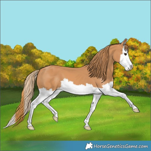 Horse Color:Chestnut Splash 