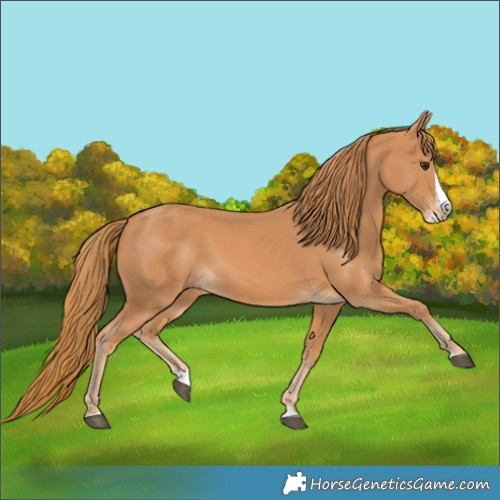 Horse Color:Chestnut Splash 