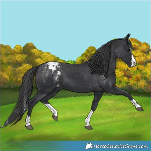 Horse Color:Black Splash Varnish