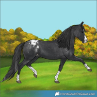 Horse Color:Black Splash Varnish 
