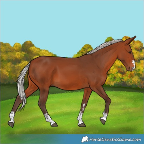 Horse Color:Unknown 