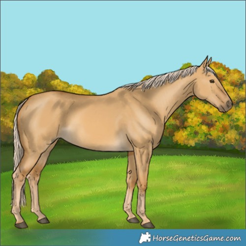 Horse Color:Unknown 