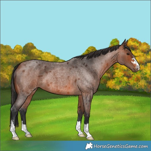 Horse Color:Unknown 