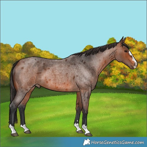 Horse Color:Unknown 